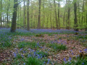 Beech Woods & Bluebells - a Classic British Woodland Scene